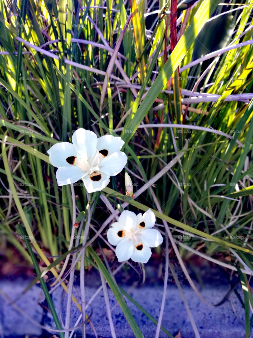 Dietes bicolor