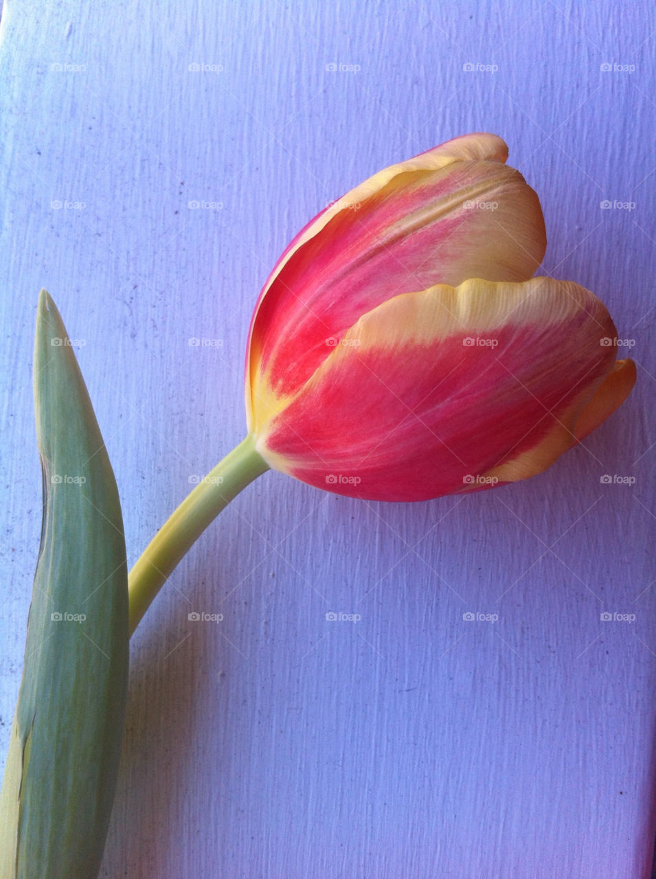 Tulip