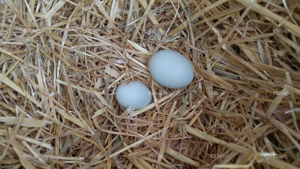 Blue legbar eggs