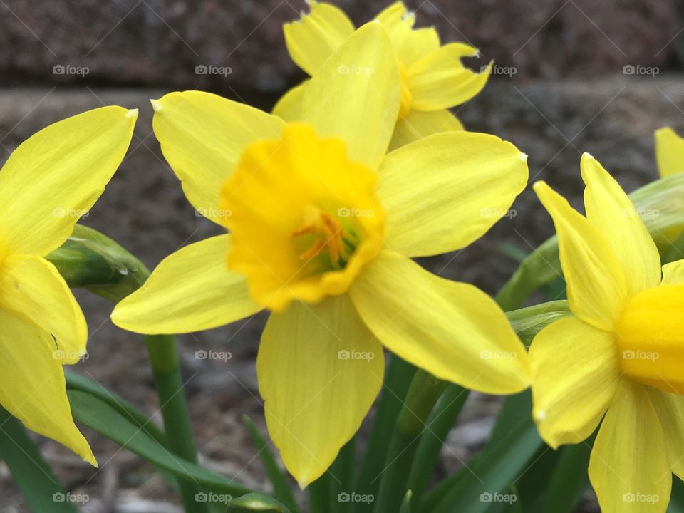 Early rise in March in Michigan as the perennials rise the weather is still questionable but beauty is in the eyes