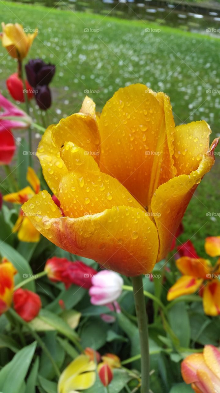 Orange may tulip in Amsterdam