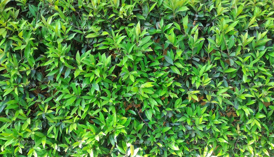 Green leafy plants. Nature background.