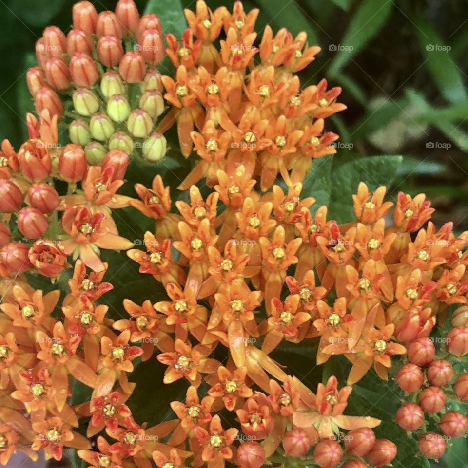 Orange flowers