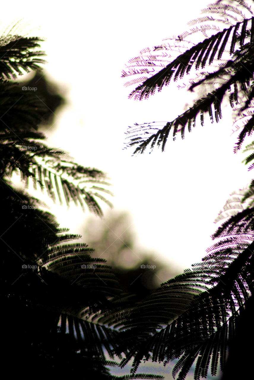 pretty dark shadow trees by sher4492000