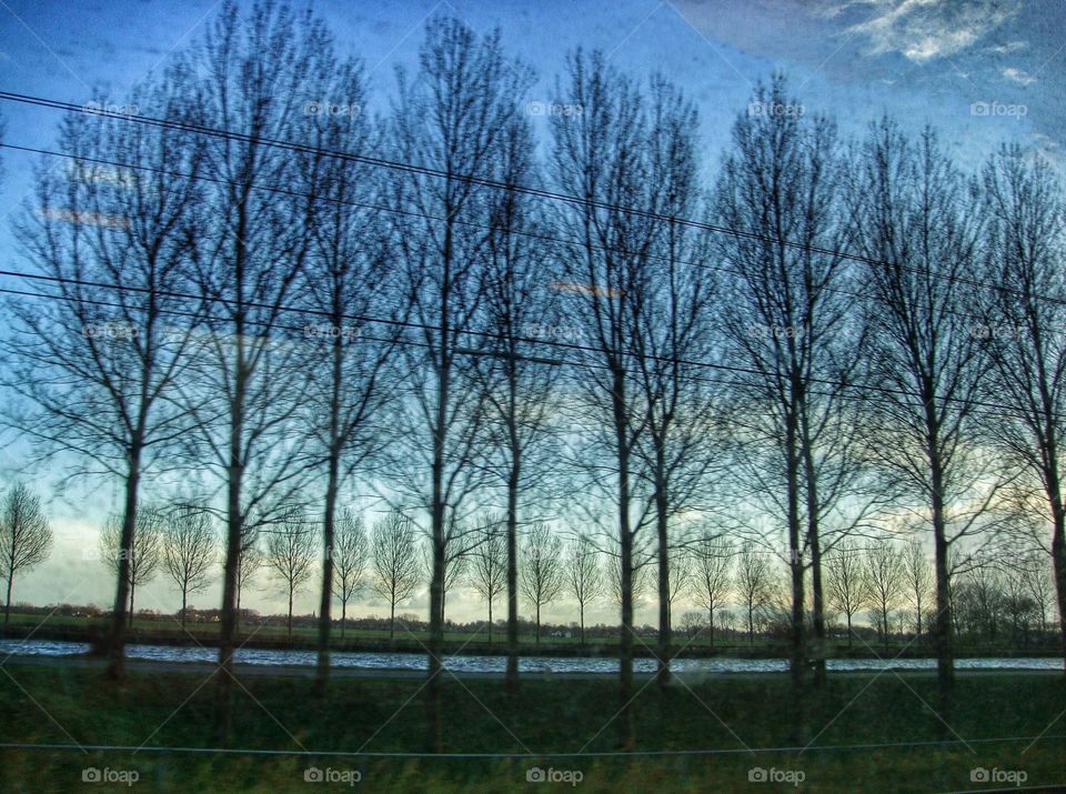 Trees in winter from train view 