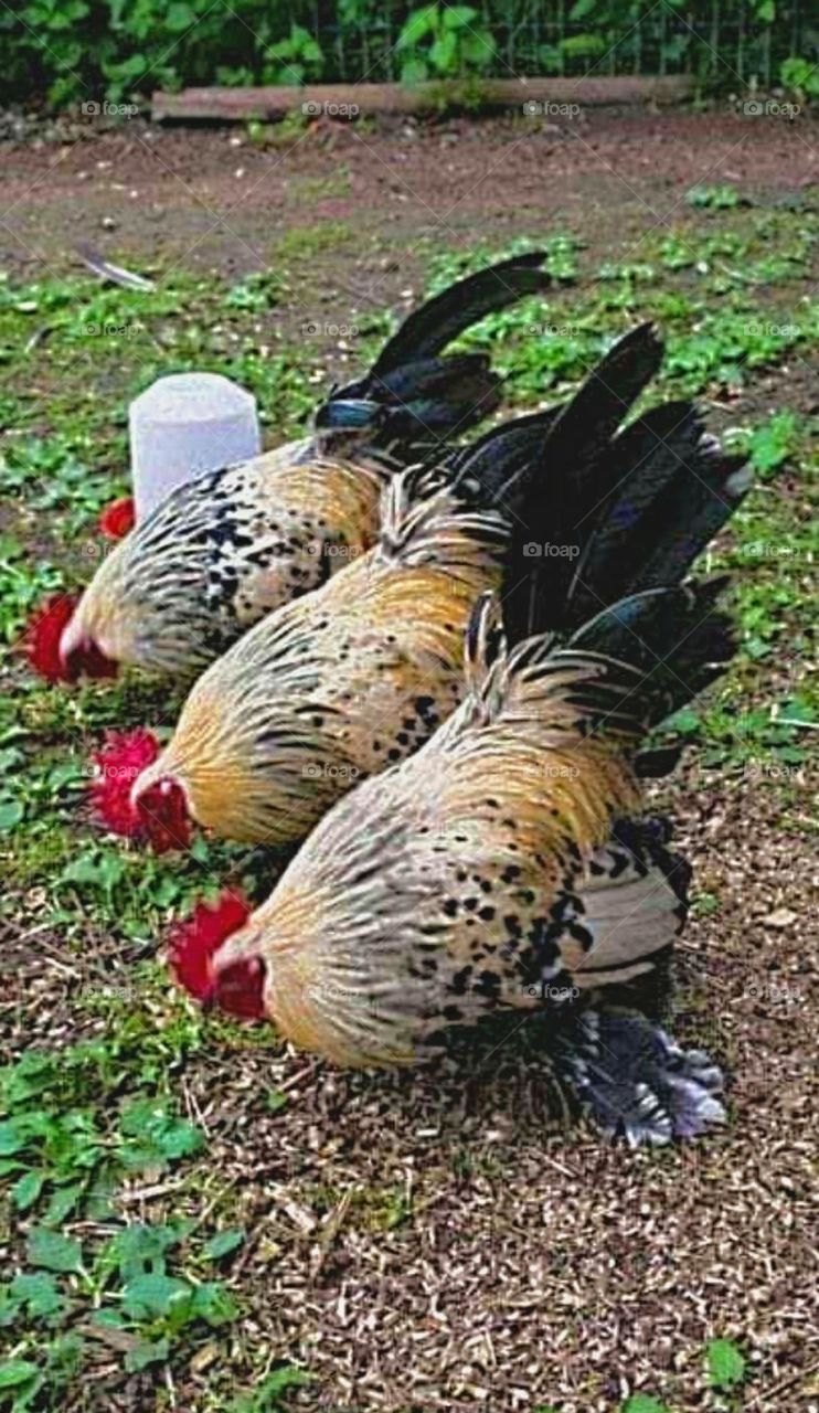 Hähne & Hühner - Roosters & Hens