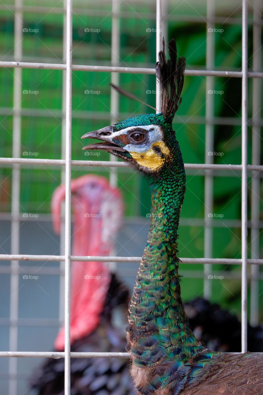 peacock head in the park