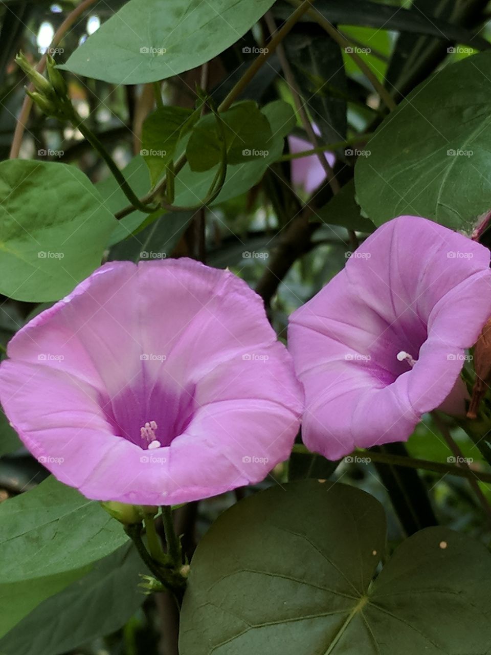 morning glories making a beautiful presence