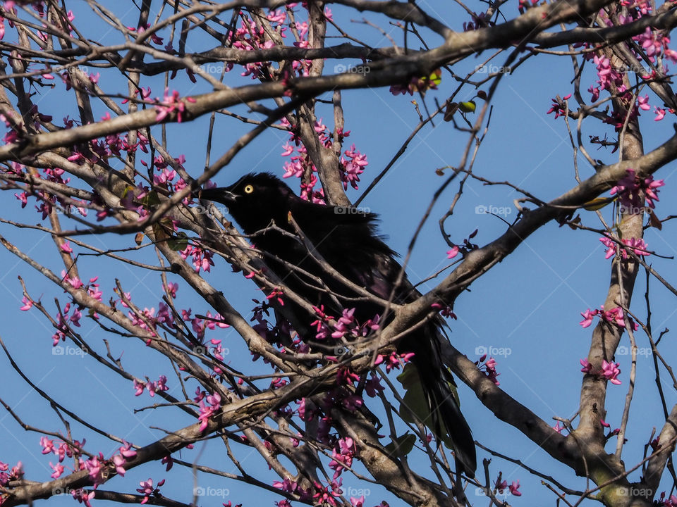  Grackle in a budding tree showing early signs of spring 