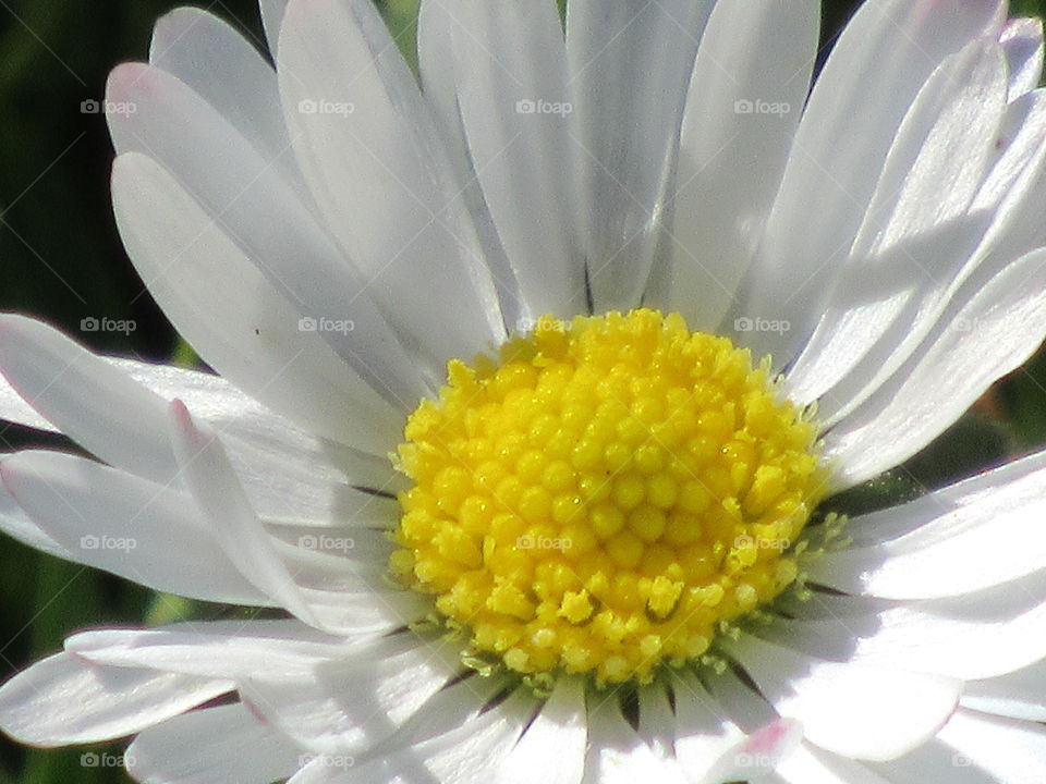 closeup of a daisy