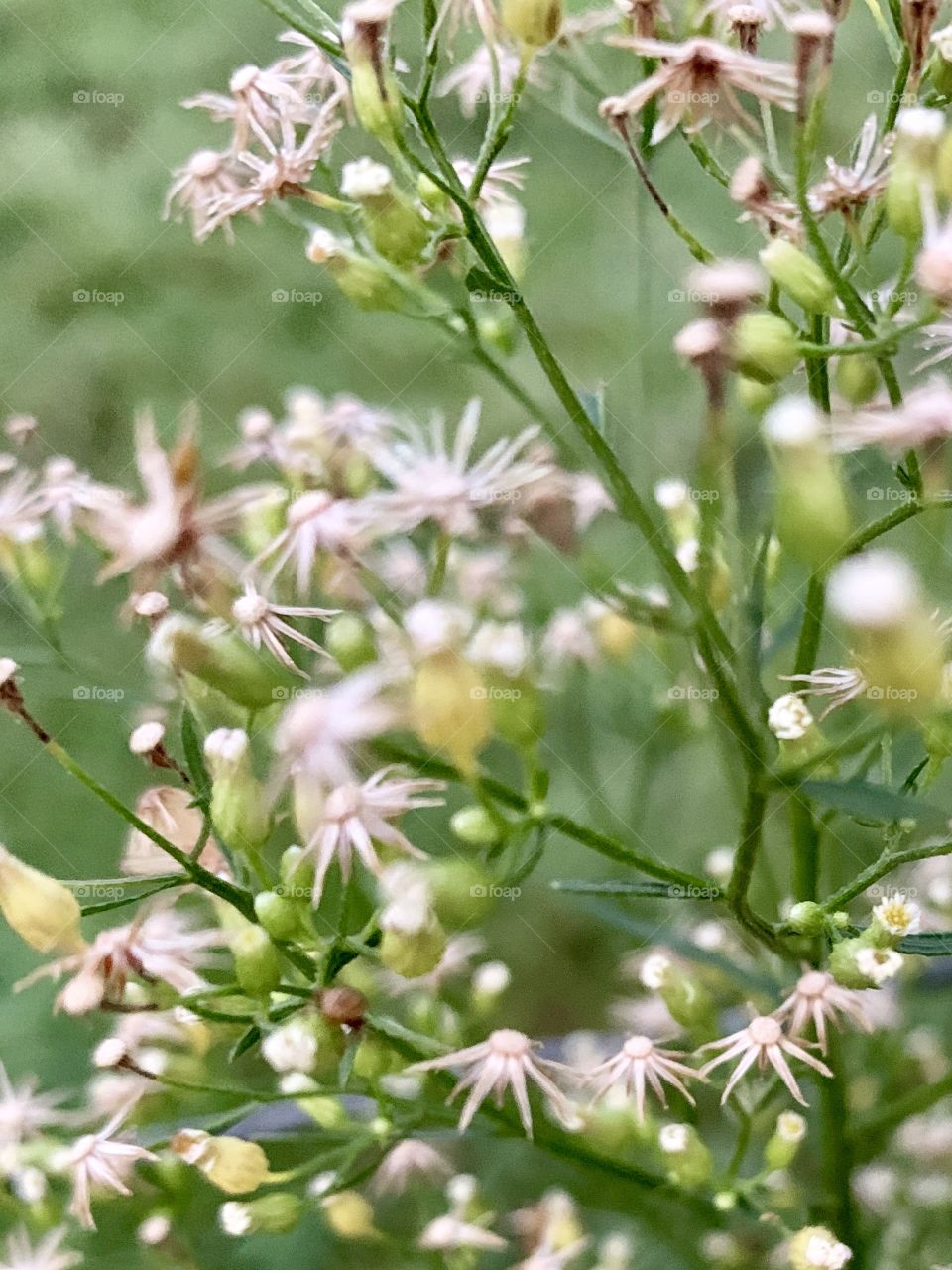 Closeup of tiny, dried seed and flower heads of a delicate, airy weed in a meadow