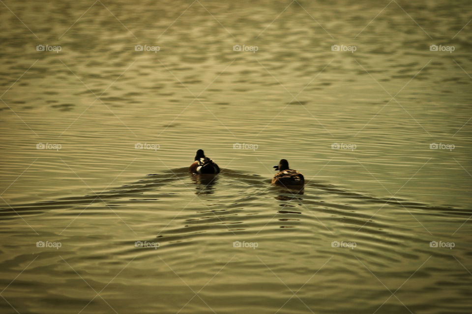 Mallards