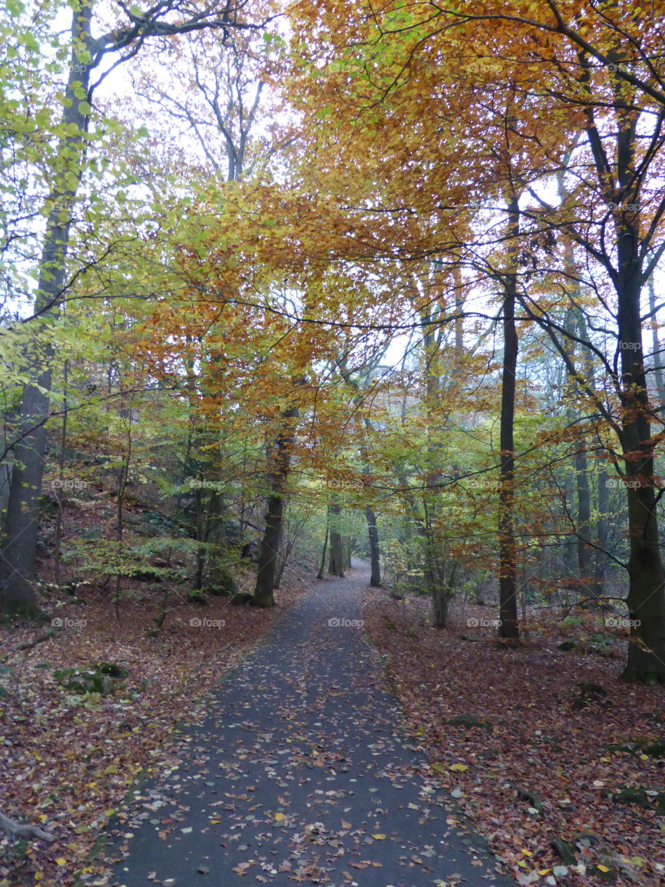 Forest in Sweden