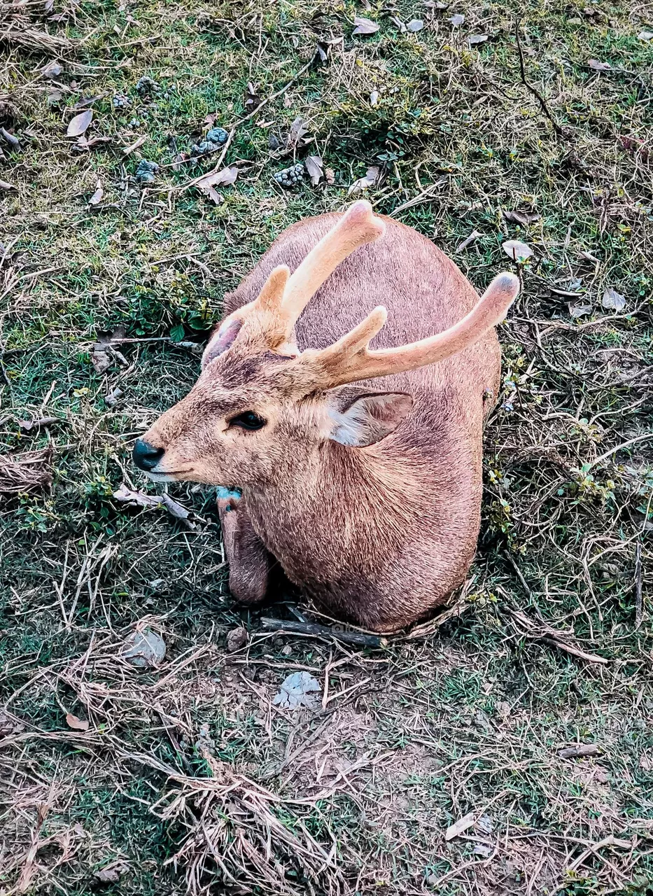 Deer