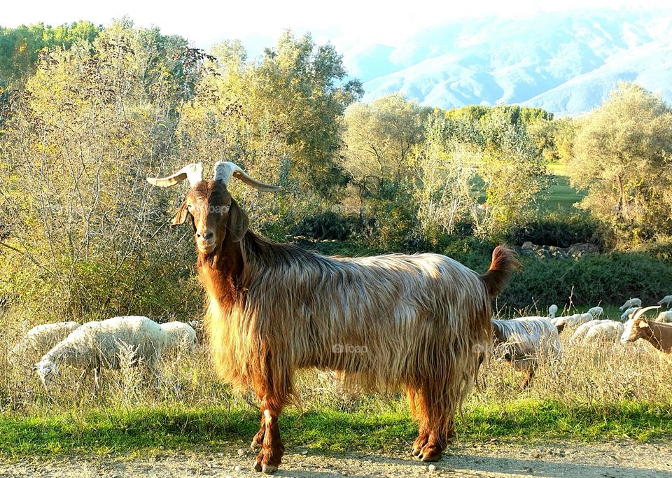 The goat take a pose