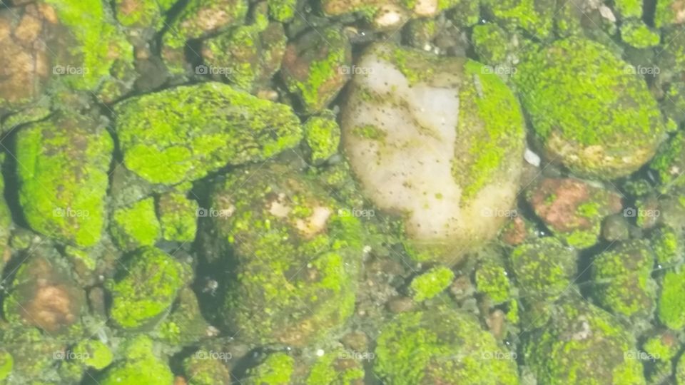 Green Moss River Rock