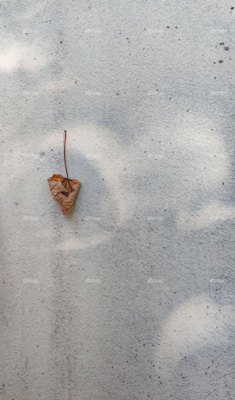 One leaf on a wall