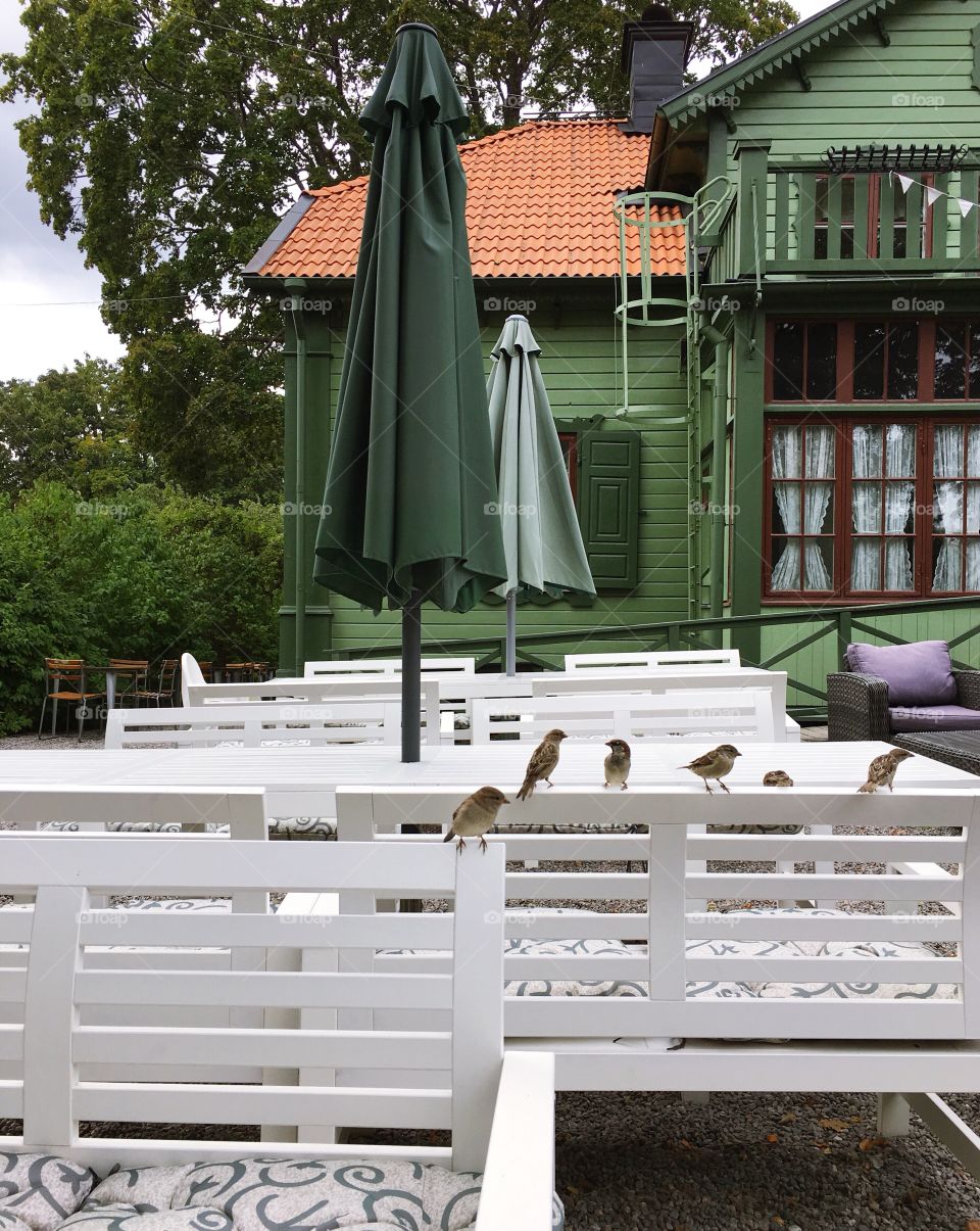 Six little birds sitting on bench in cafe 