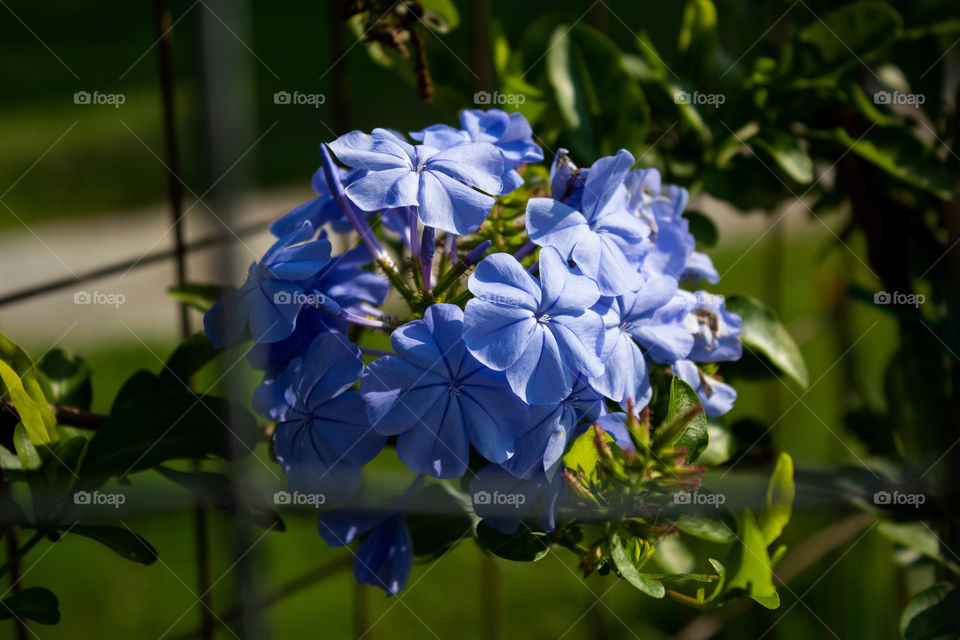 Caged blue