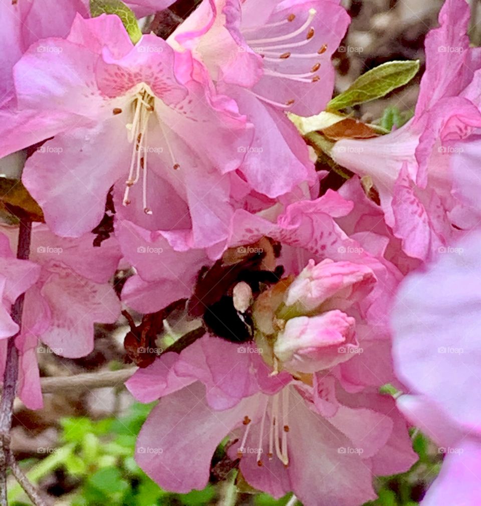 A honeybee getting pollen from one of our pink flowers