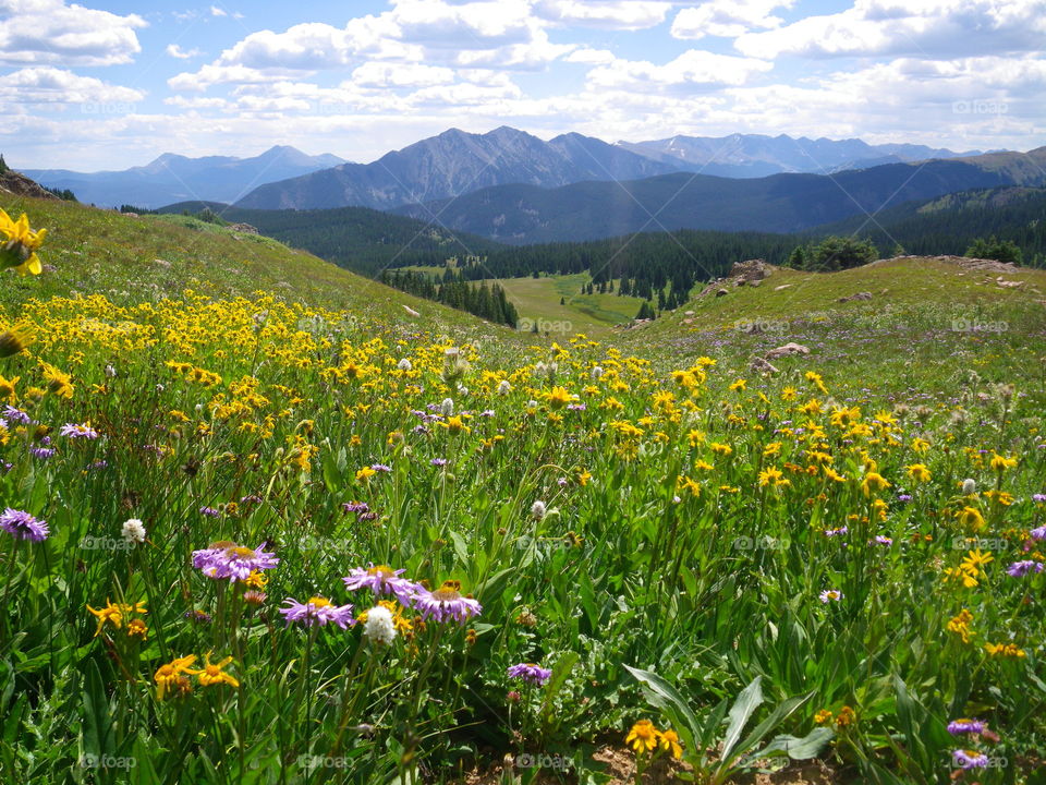 Summertime hiking in the Colorado Rockies through fields of wildflowers