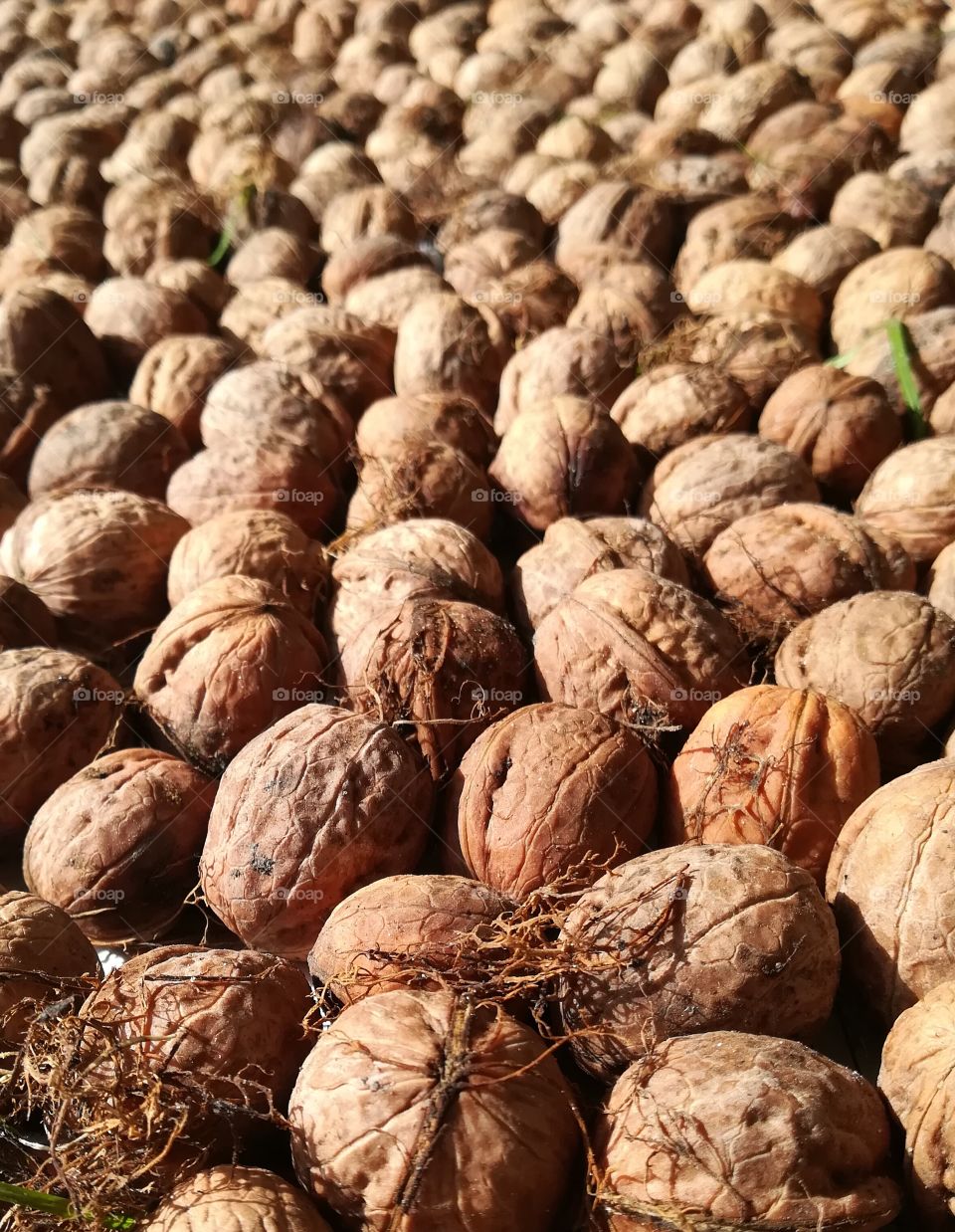 Walnuts