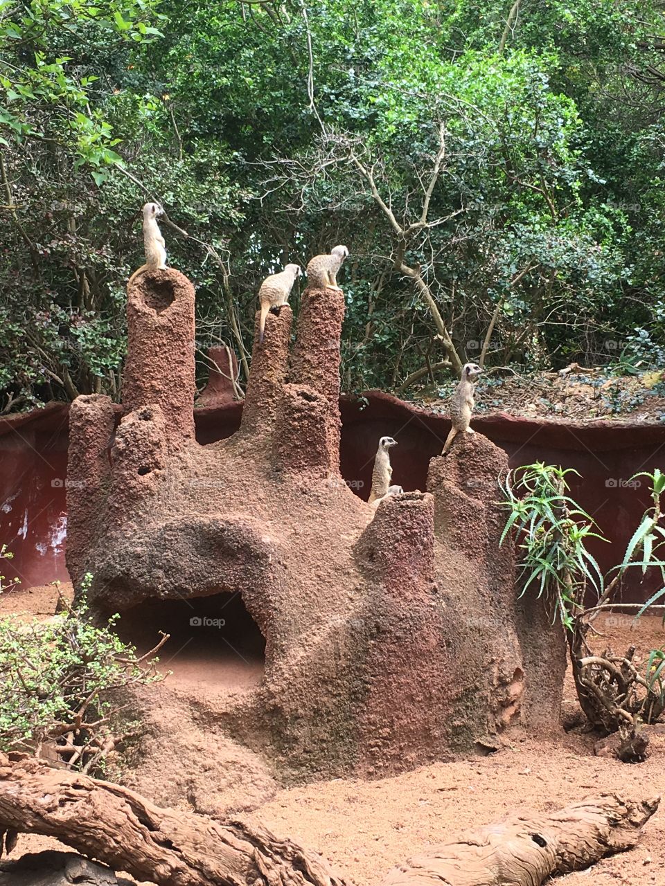 Meerkats 