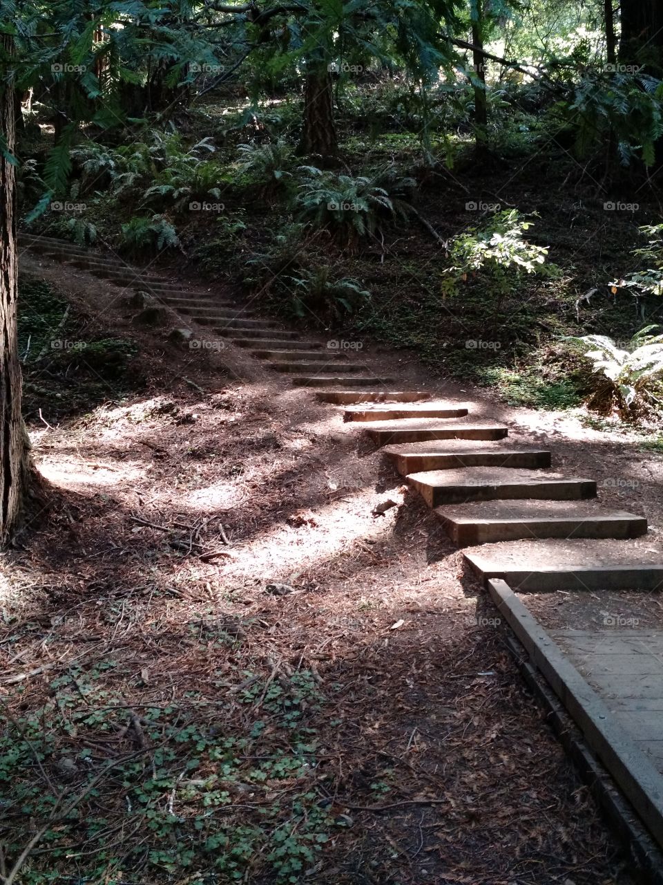 Muir Woods