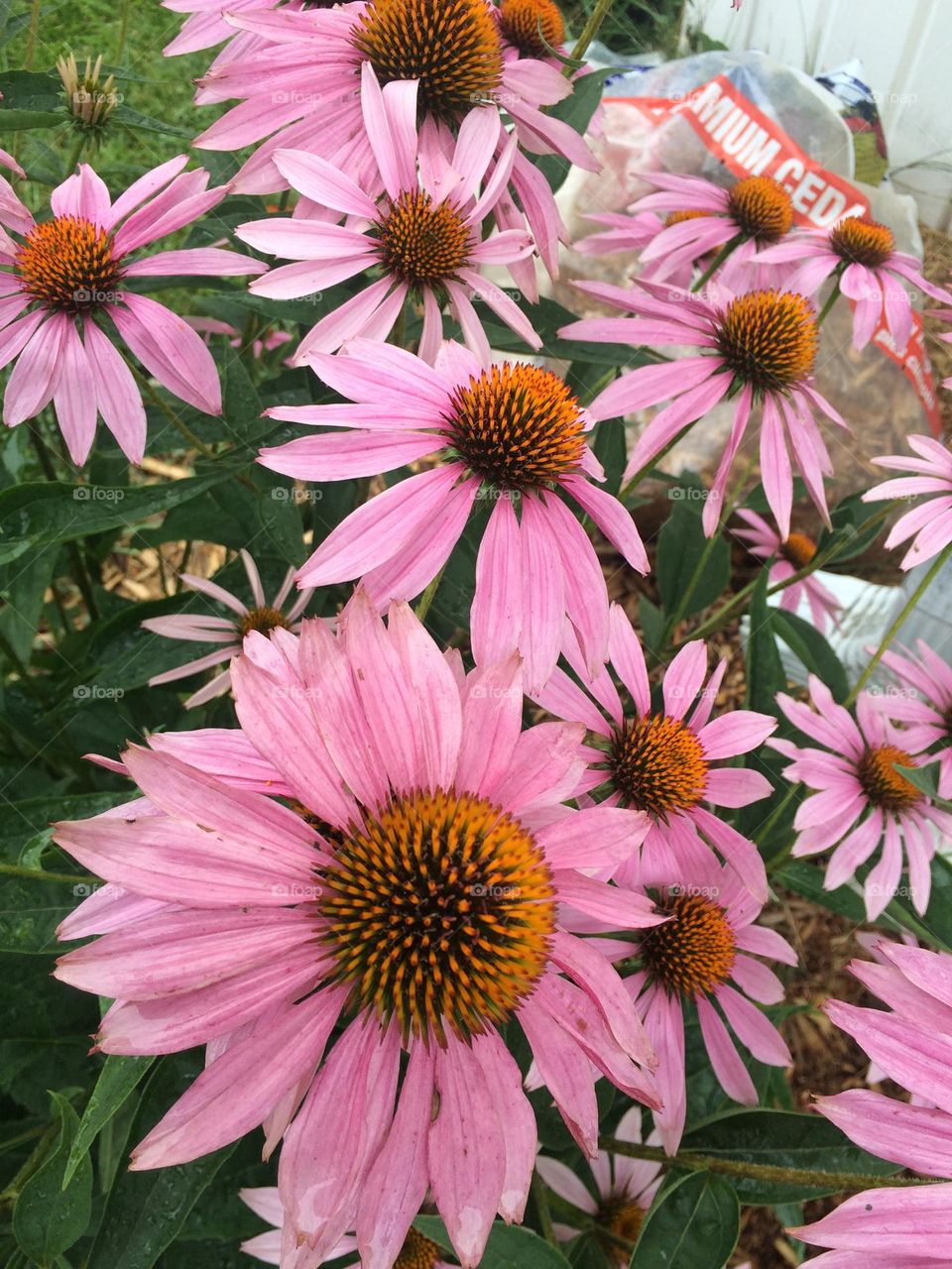 Coneflower