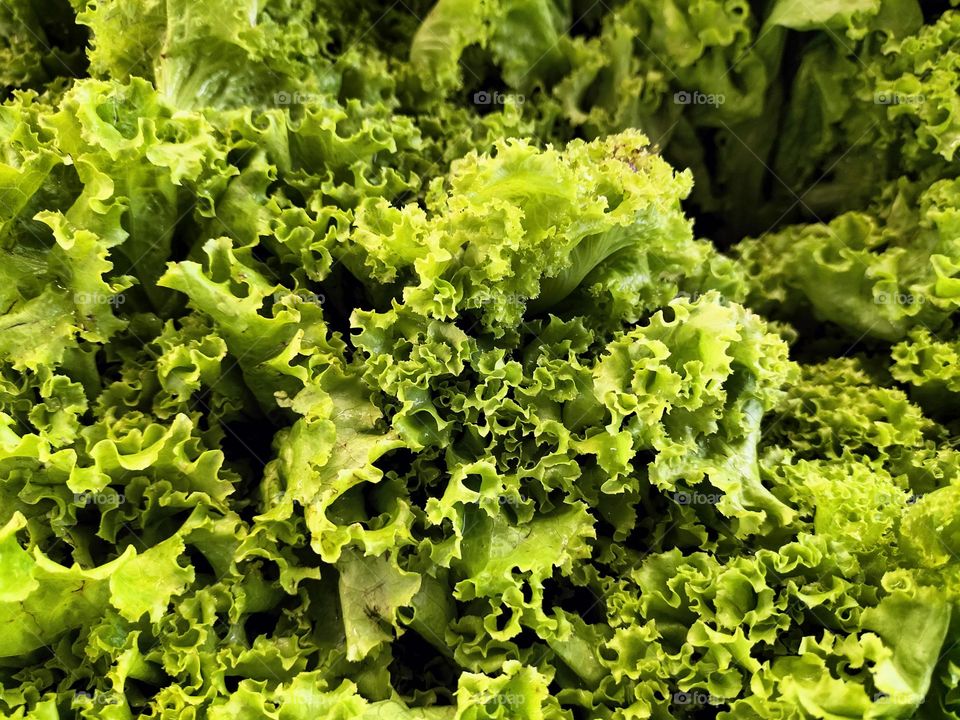 Abstract image of green mustard greens