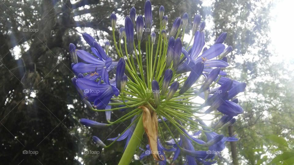 Nile Lily finally blooms like a blood Lily made of exploding purple blue sparklers