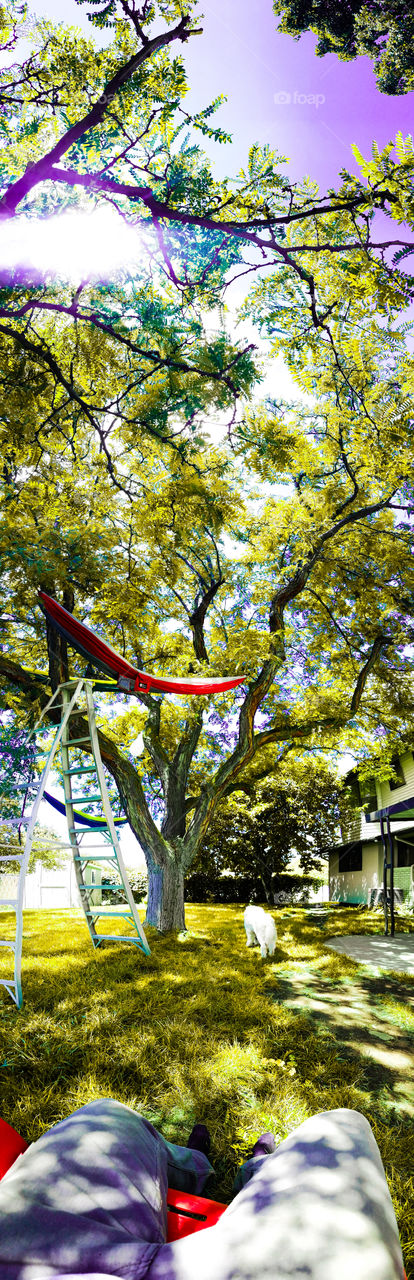 5 hammocks 1 tree
