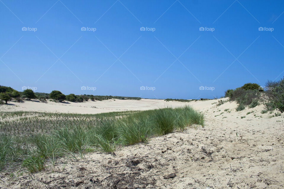 Dune landscape at the northsea