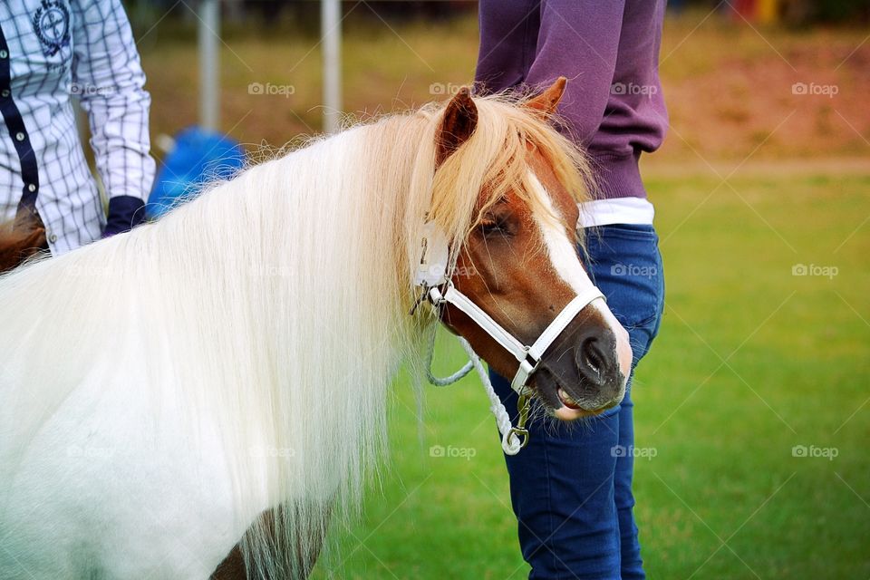 Beautiful pony. Pony on a show