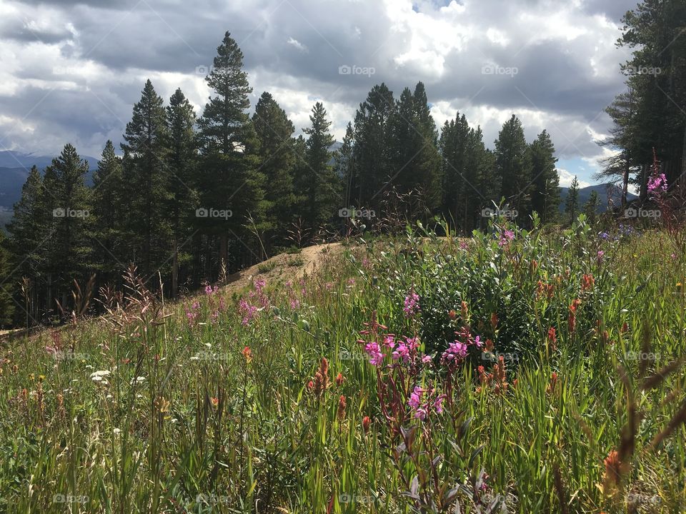 Mountain flowers