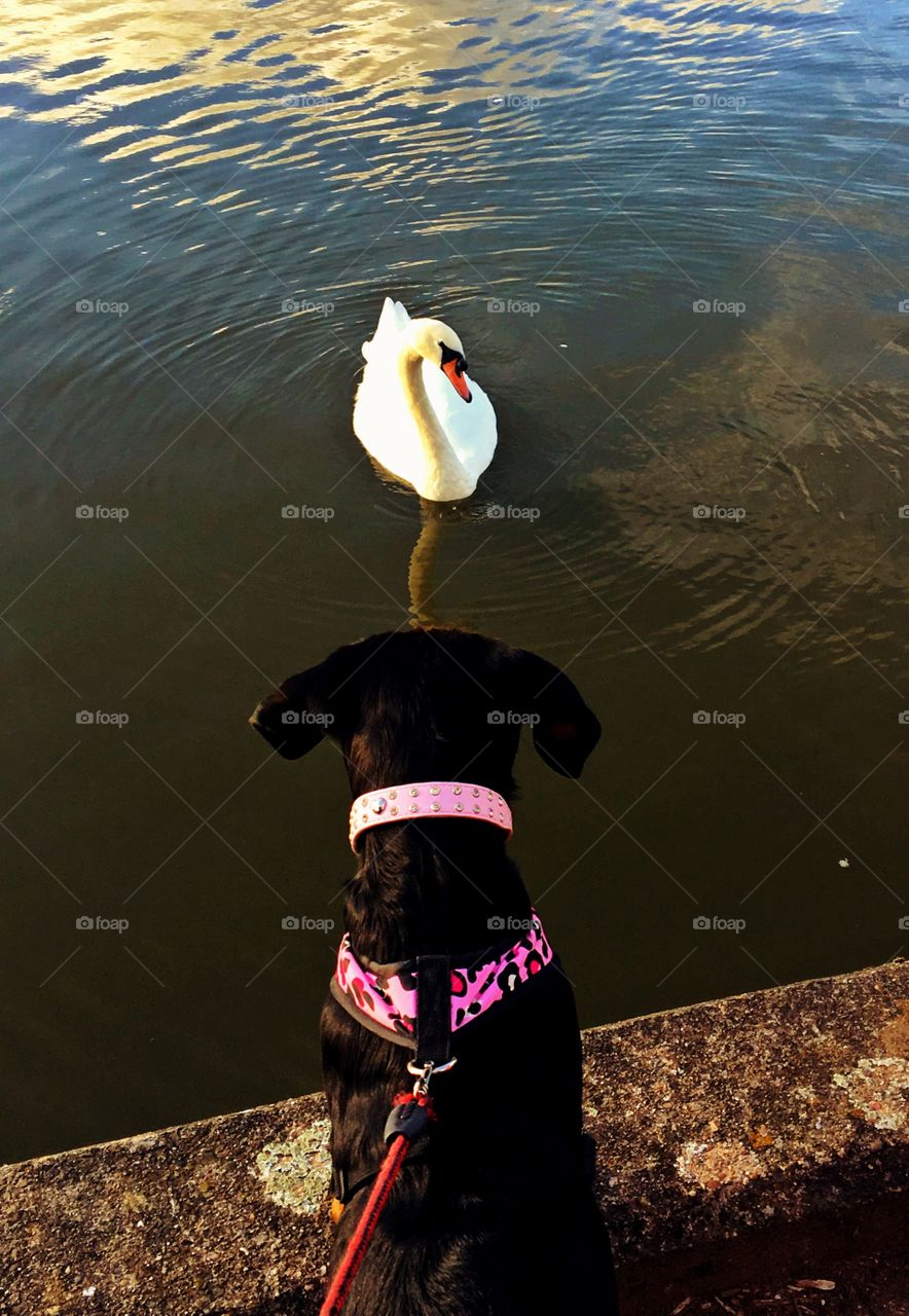 Puppy's first meeting with a swan 