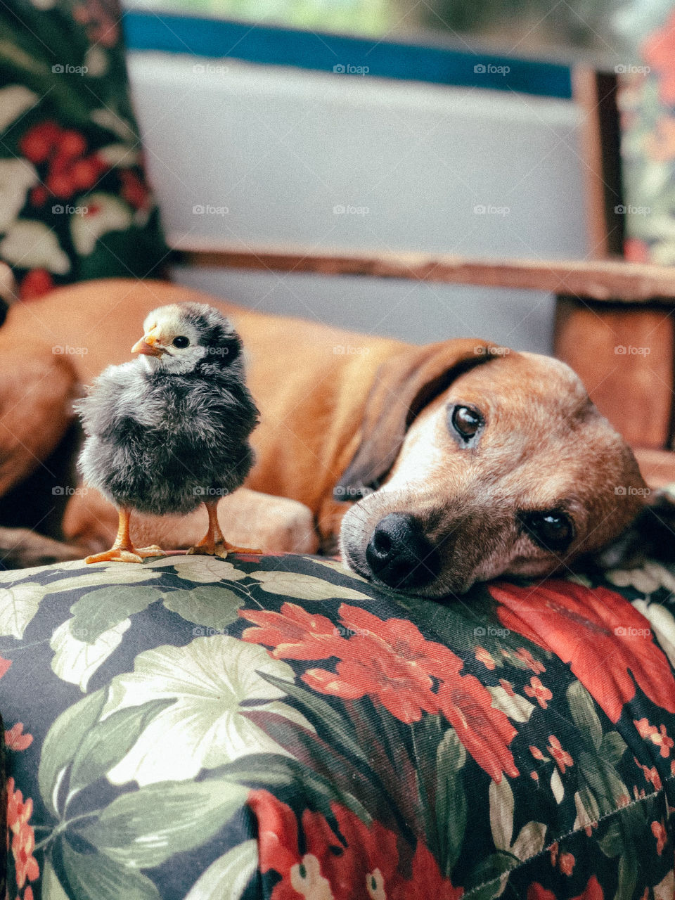 Dog and chicken