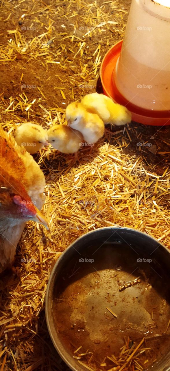 aseel hen with 🐣🐤🐤chick