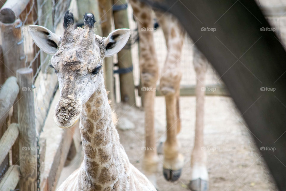 a close up of a nosey baby giraffe