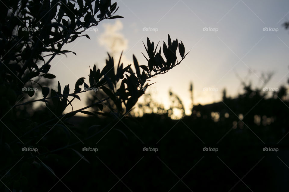 sunset , olive tree