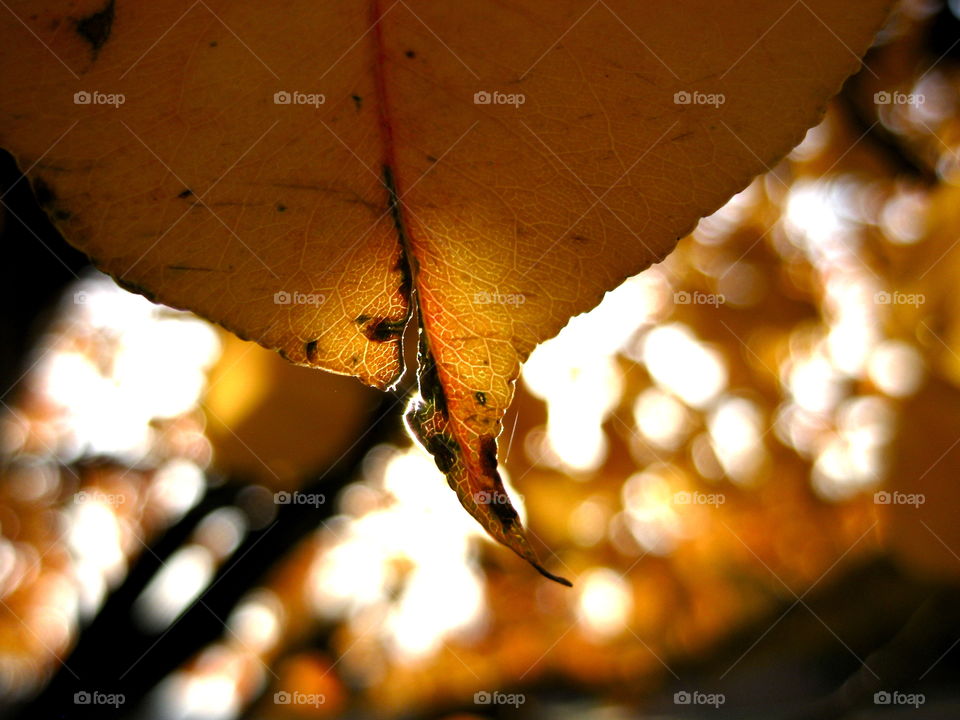 Leaf with sunburst 