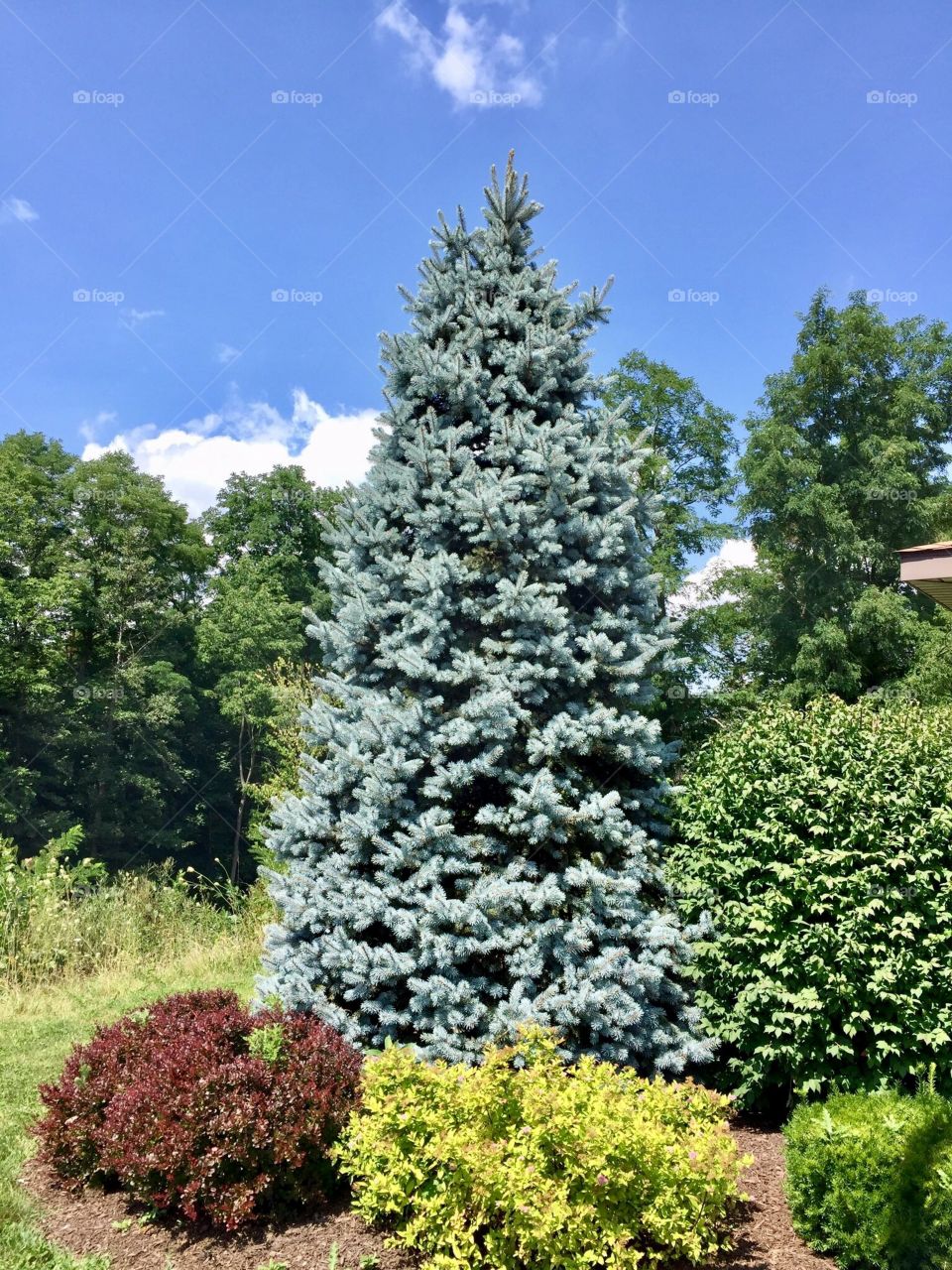 Blue Spruce 