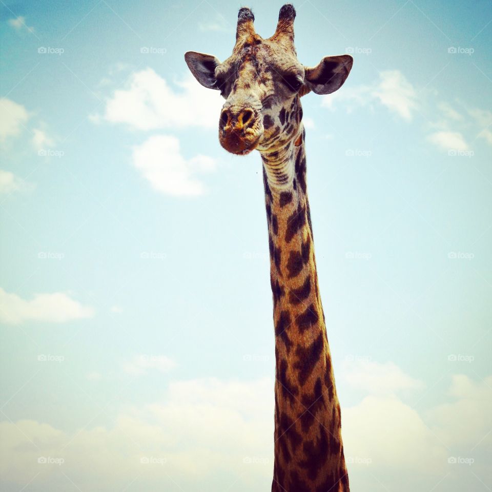 Giraffe stops to say hello in Serengeti, Tanzania 