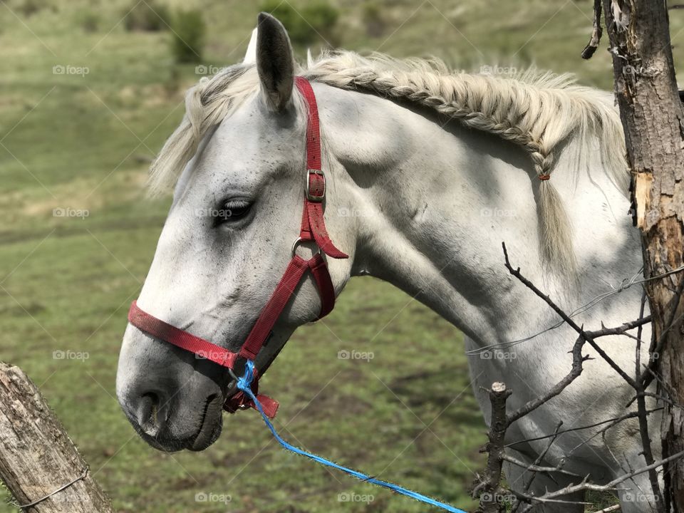 View of horse