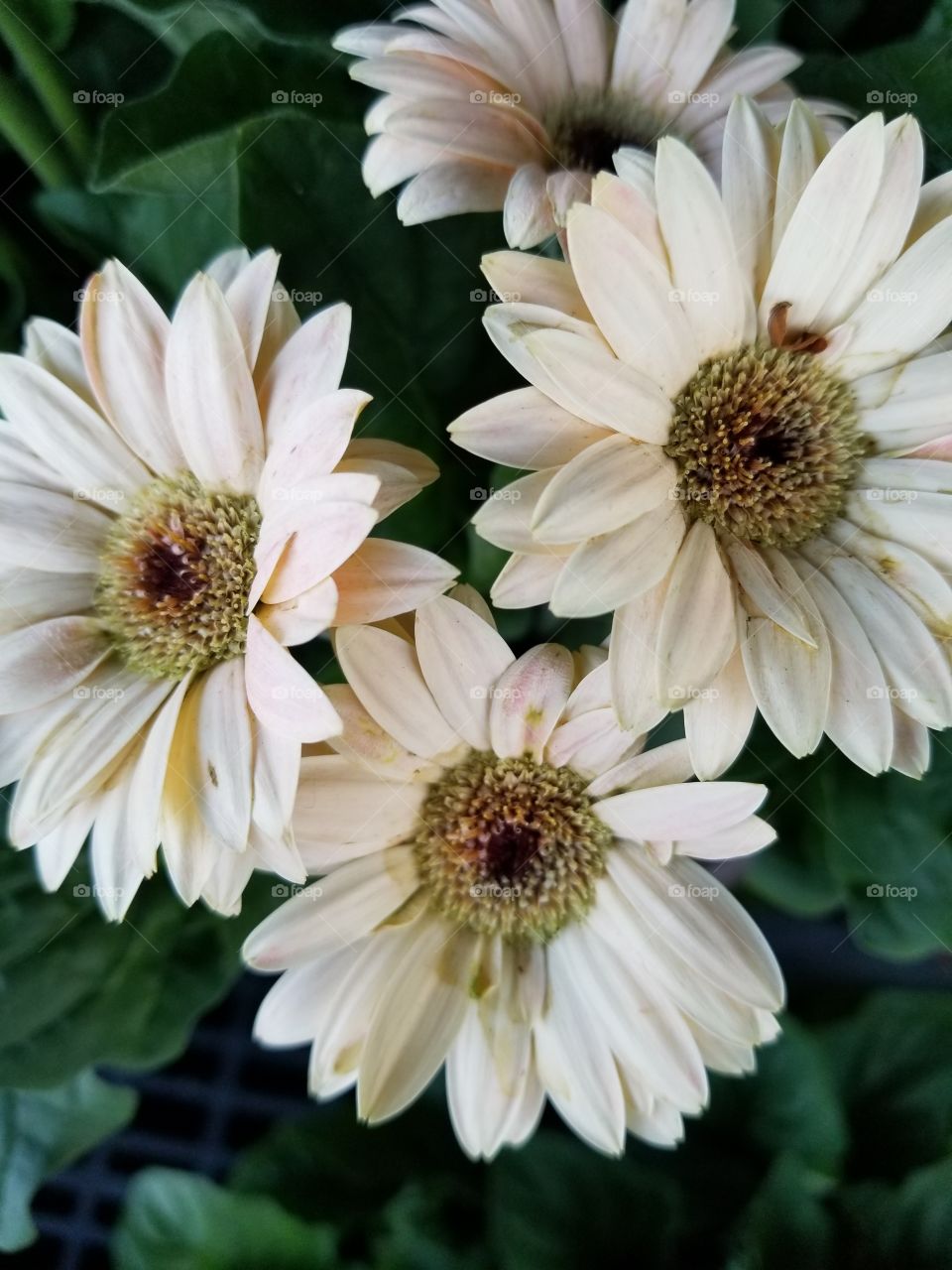 daisies