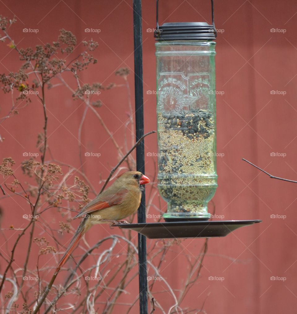 female cardinal