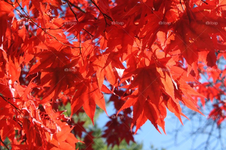 Red maple leaves