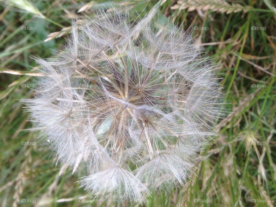 Flower seeds