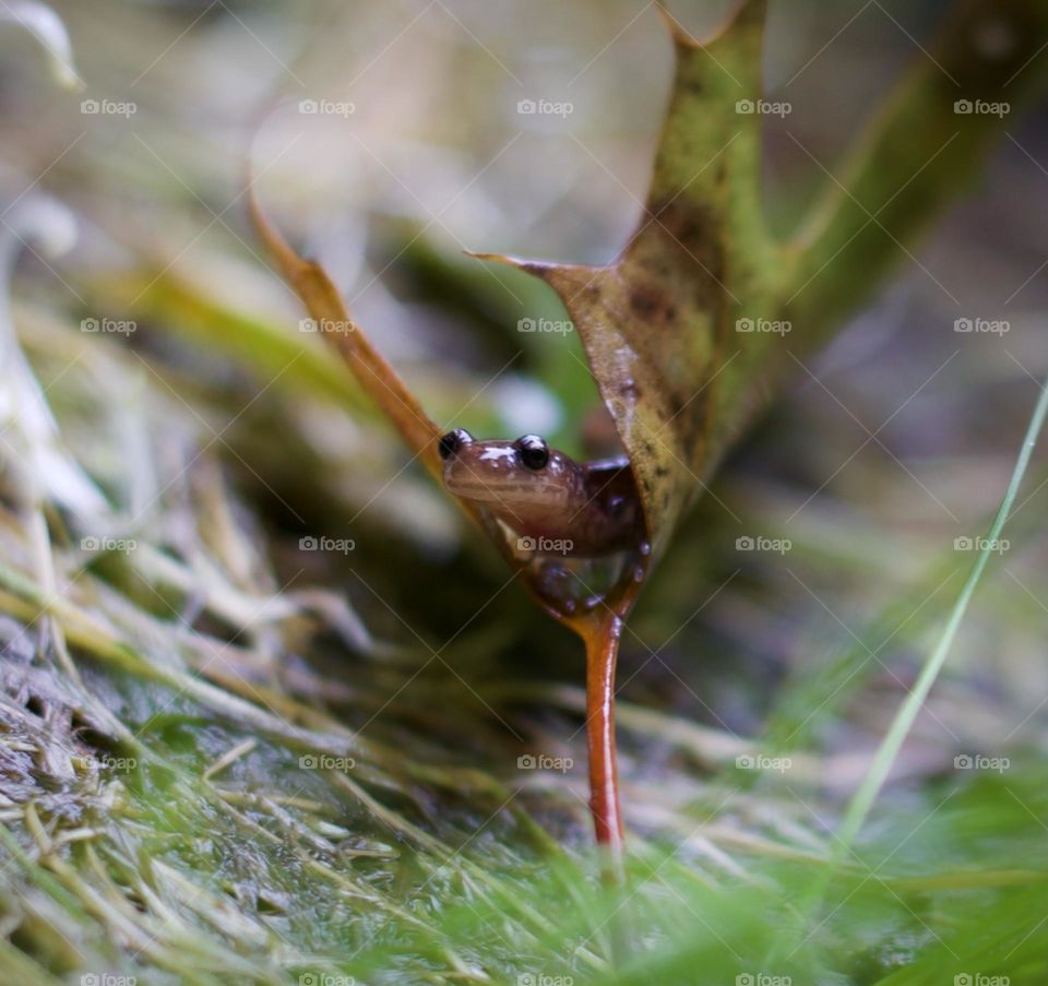 A slippery hideout; A Red backed Salamander traveling through a damp leaf on a misty morning in Northeast Pennsylvania, United States 