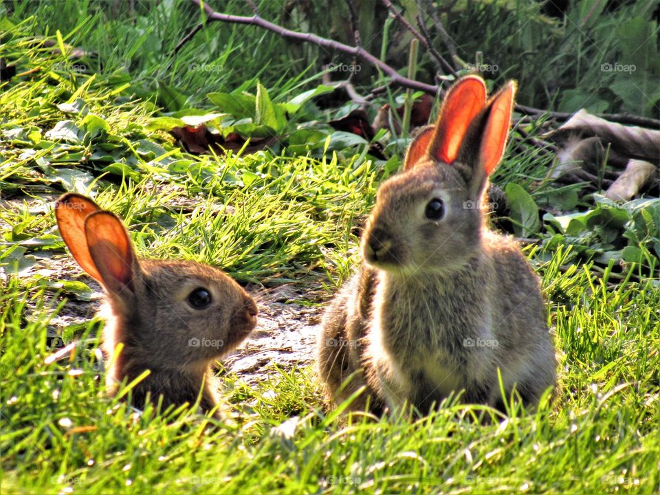 Rabbit family